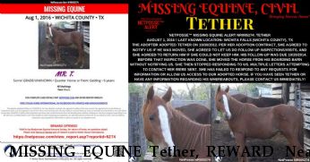 MISSING EQUINE Tether, REWARD  Near Wichita Falls, TX, 76301